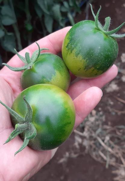 TOMATO YUP F1