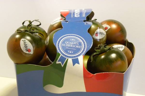 TOMATO YUP F1