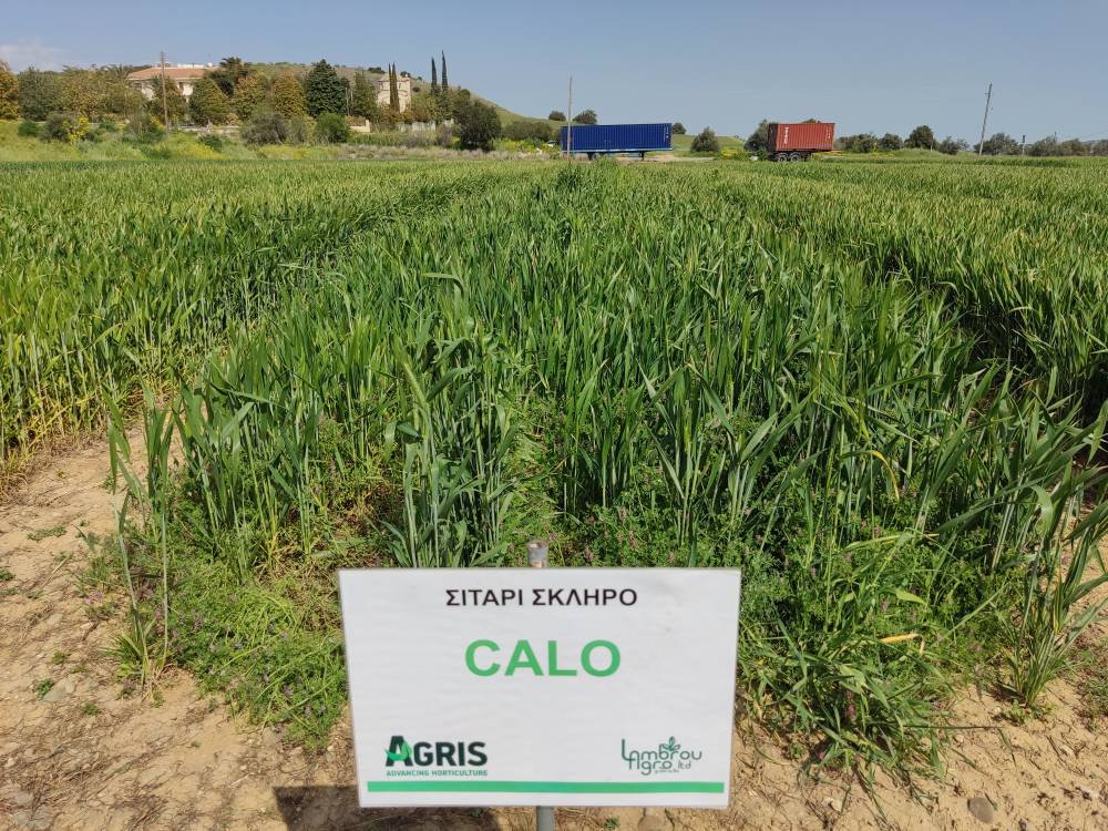 ΣΙΤΑΡΙ ΣΚΛΗΡΟ CALO RII