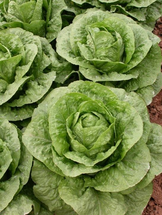 ΜΑΡΟΥΛΙ (ROMAINE) MONTERREAL