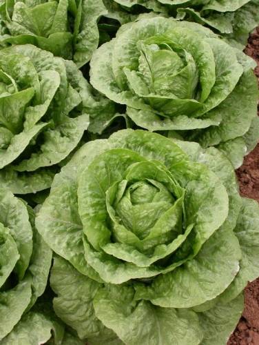 ΜΑΡΟΥΛΙ (ROMAINE) MONTERREAL