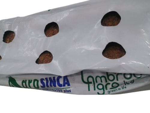 SINCA PLUS 100X20X12  12 holes