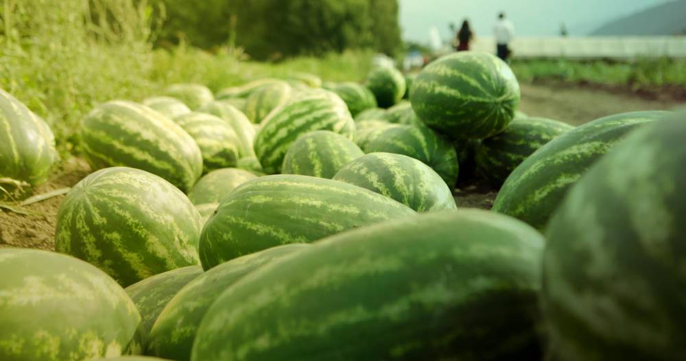 Watermelon Santa Matilde F1