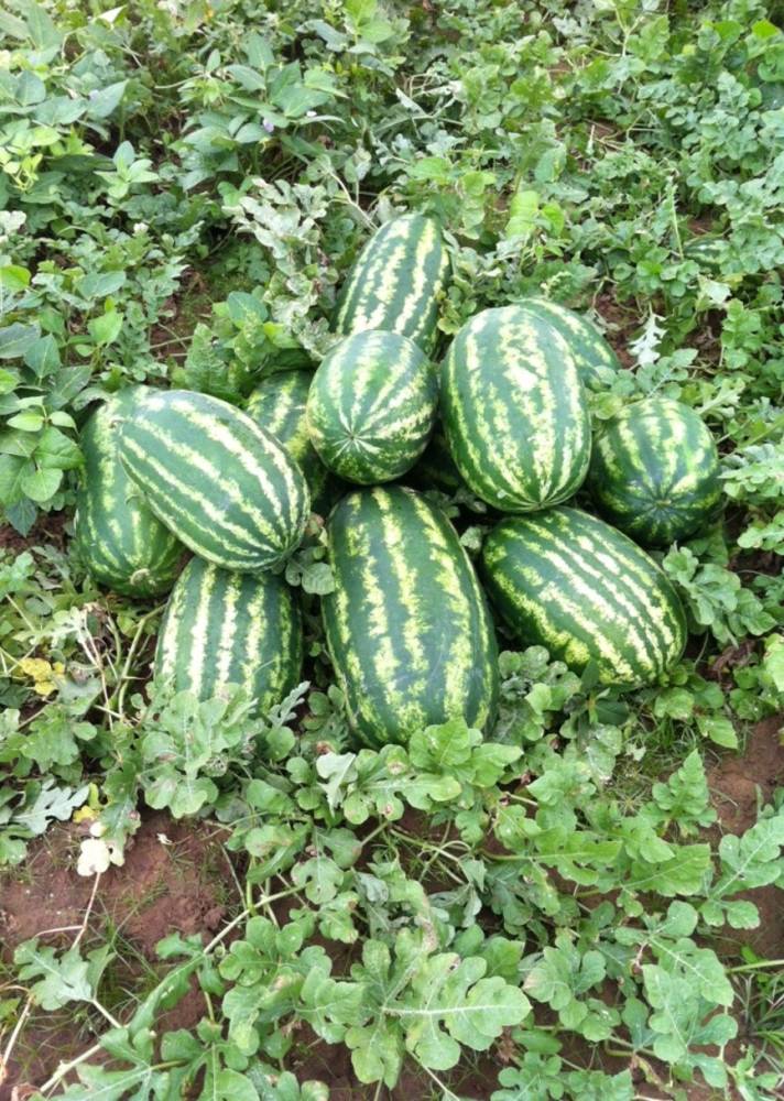 Watermelon Santa Matilde F1