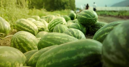 Watermelon Santa Matilde F1