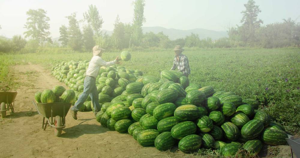 Watermelon Santa Matilde F1