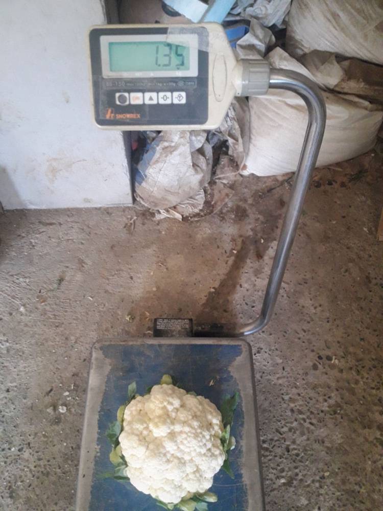 ALCALA CAULIFLOWER 