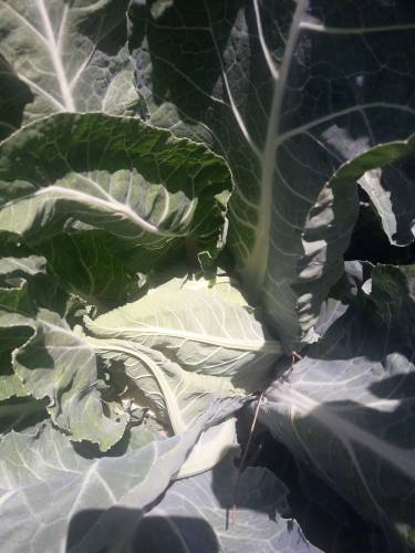 ALCALA CAULIFLOWER 