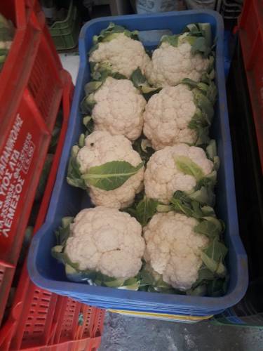 ALCALA CAULIFLOWER 