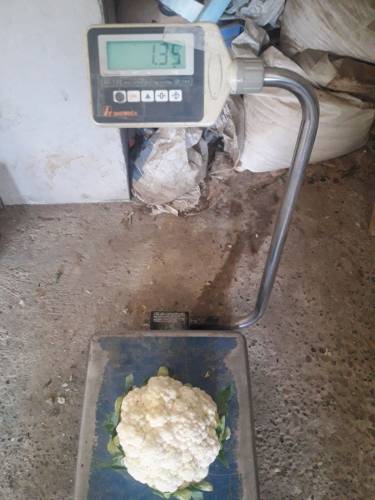 ALCALA CAULIFLOWER 
