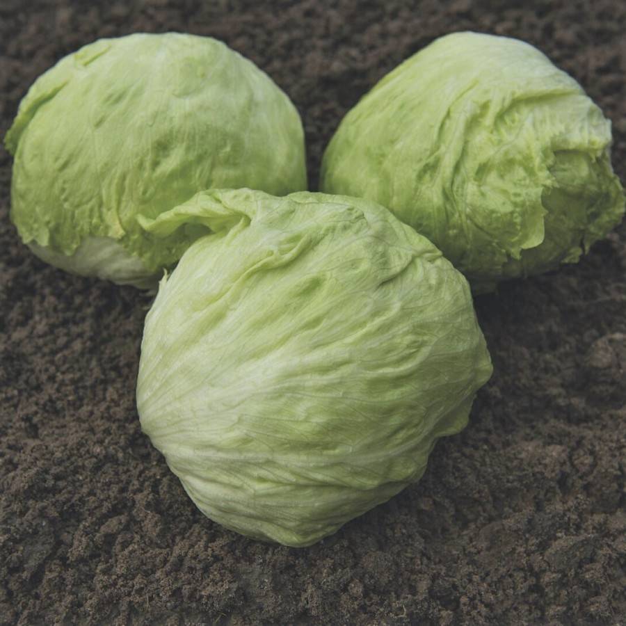 LETTUCE (Iceberg) BONNICE