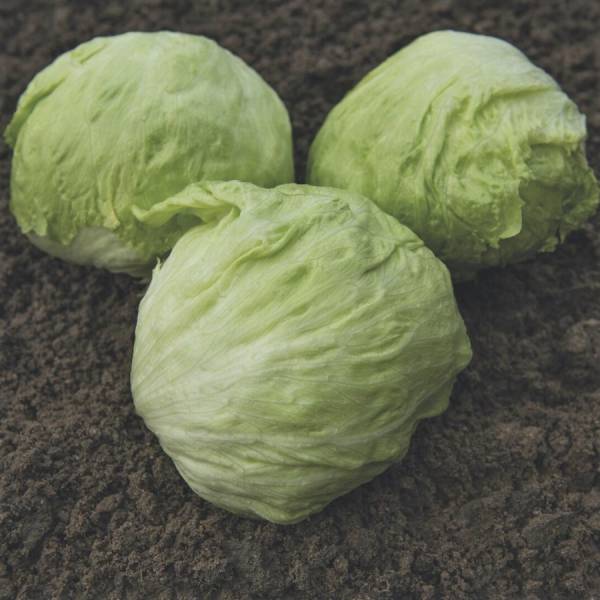 LETTUCE (Iceberg) BONNICE