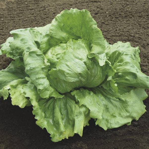 LETTUCE (Iceberg) BONNICE