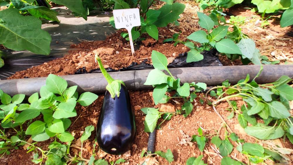 EGGPLANT NINFA F1