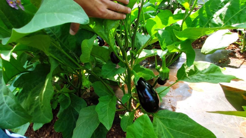 EGGPLANT NINFA F1