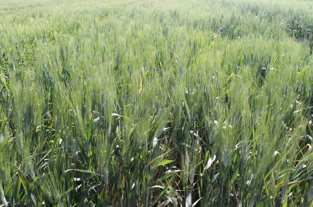 DURUM WHEAT MACISTE RII