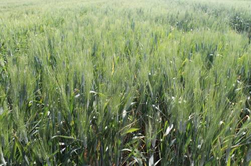 DURUM WHEAT MACISTE RII