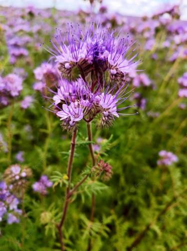 ΜΕΛΙΣΣΟΧΟΡΤΟ (PHACELIA TANACETIFOLIA)