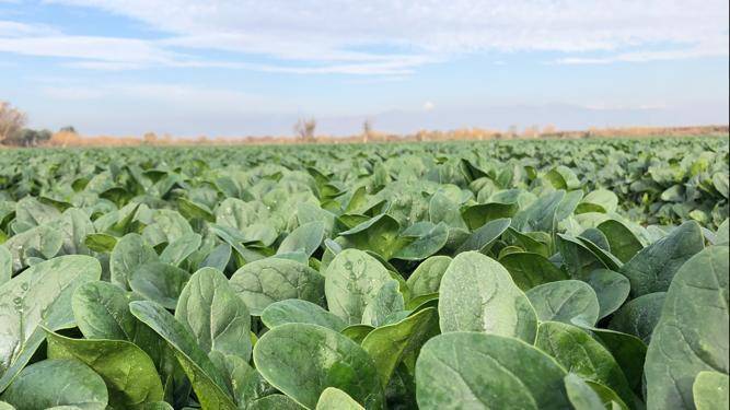 SPINACH  PV-1581