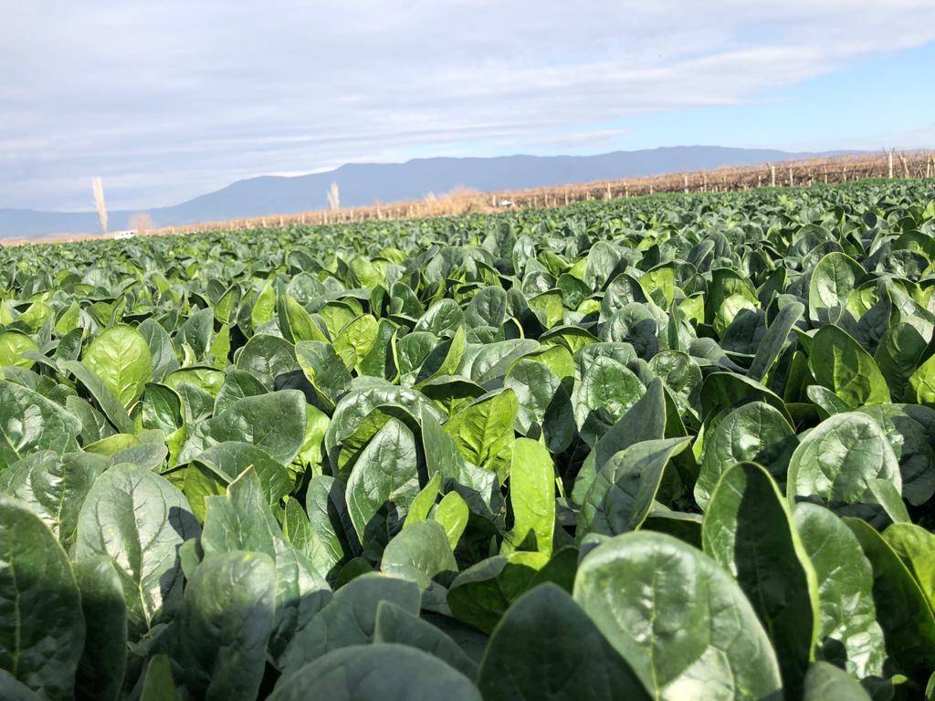 SPINACH  PV-1581
