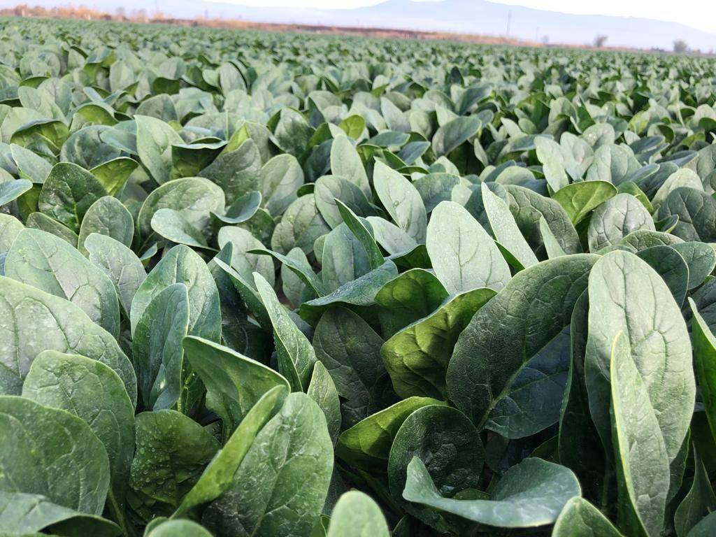 SPINACH  PV-1581