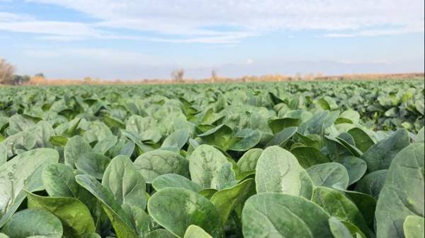 SPINACH  PV-1581