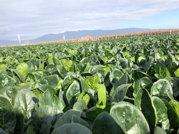 SPINACH  PV-1581