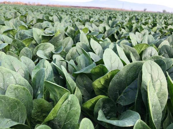 SPINACH  PV-1581