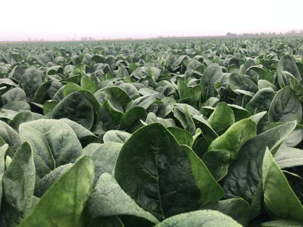 SPINACH  PV-1581
