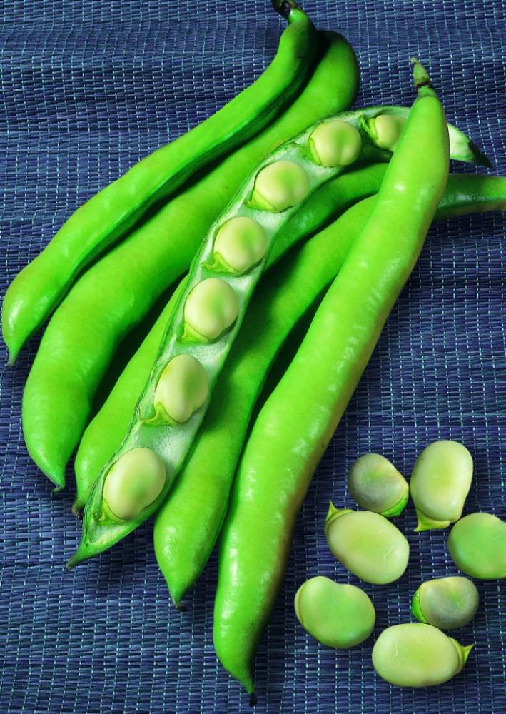 BROAD BEAN SUPERGUALDUCE