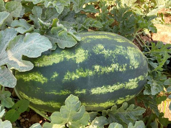 WATERMELON EXHEDRA