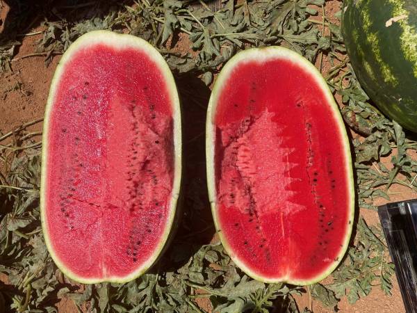 WATERMELON EXHEDRA