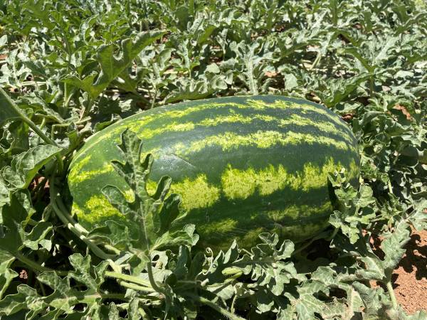 WATERMELON EXHEDRA