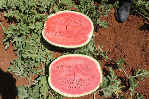 WATERMELON EXHEDRA