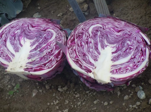 CABBAGE F1 RED JEWEL 