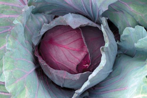 CABBAGE F1 RED JEWEL 